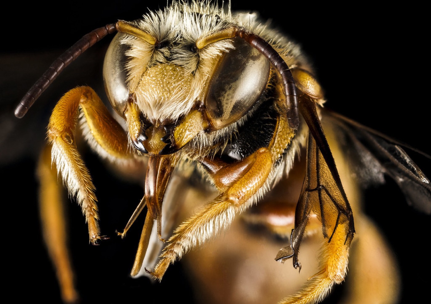 Abeille butinant une fleur